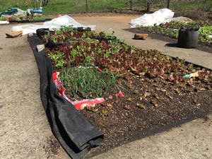 Noceto Farms Produce on a Retired Basketball Court