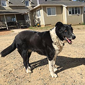 Dickson the Border Collie