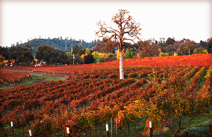 Farm-to-Glass Vineyard Tours