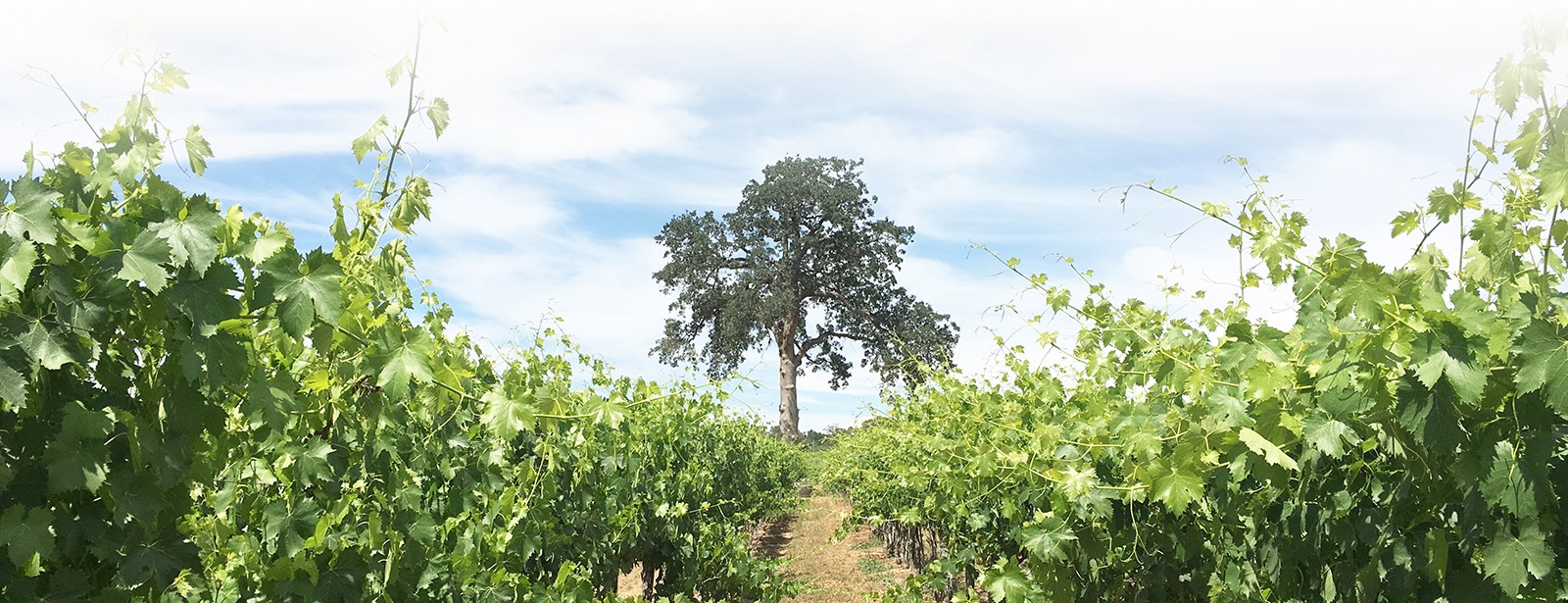 Dos Oakies Sangiovese Vineyard