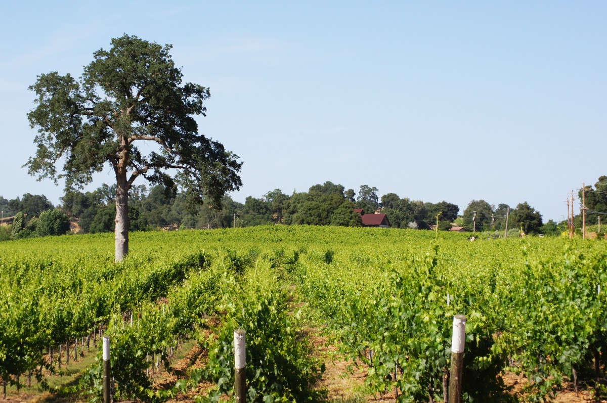 Sangiovese Brunello Clone -- Dos Oakies Vineyard