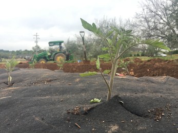 Tomatoes bursting out of a Burrito Bed