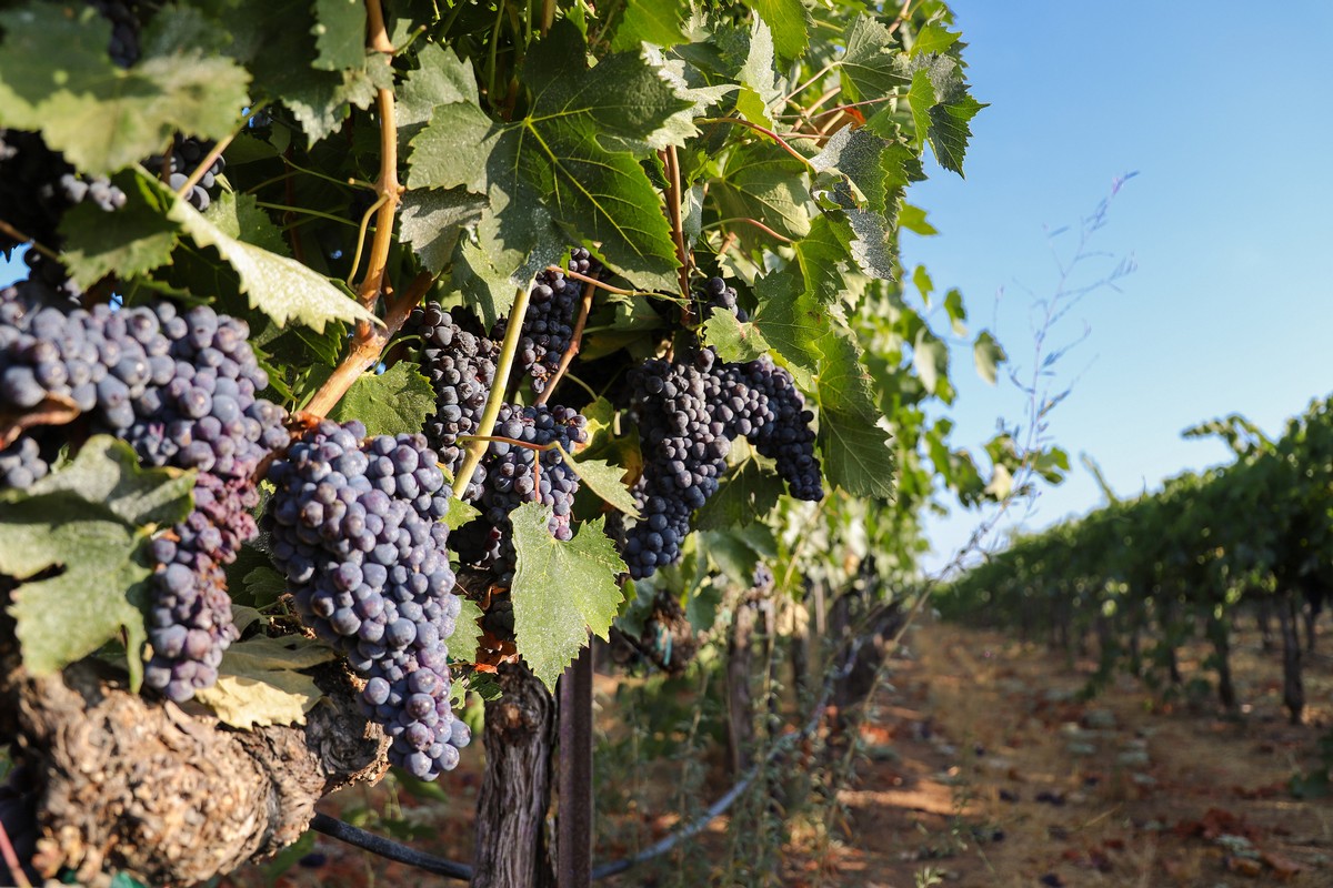 Sangiovese Grape Clusters with Natural Clay Sunscreen