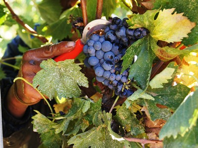 Sangiovese Vineyard Being Picked