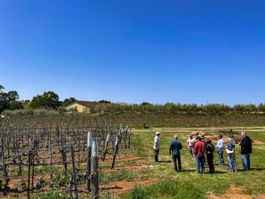 Vineyard Tour