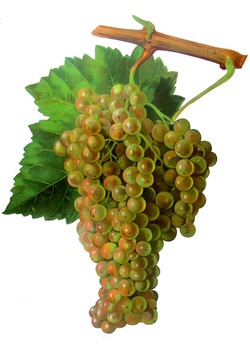 Vin Santo
