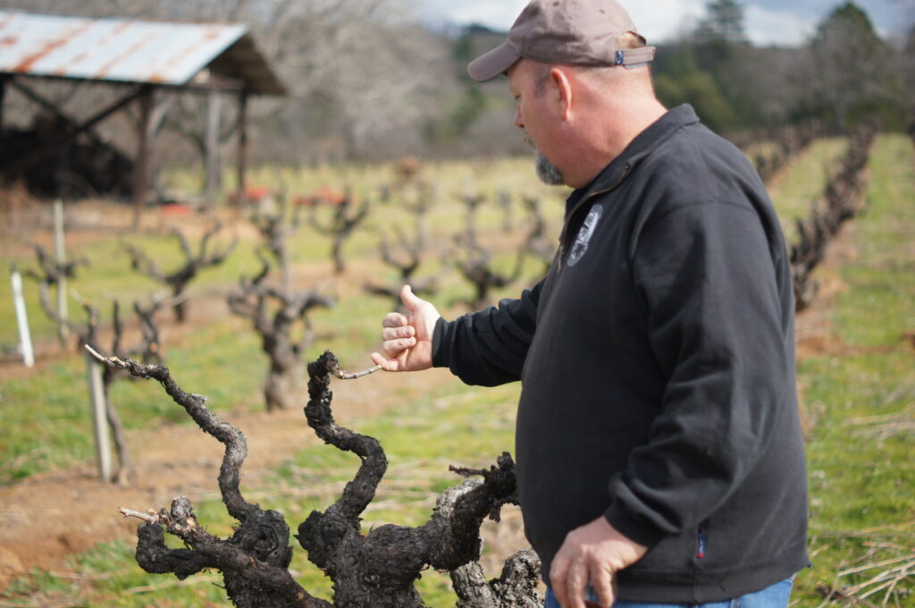 Winemaker Rusty Folena of Vino Noceto in the Original Grandpere Zinfandel Vineyard