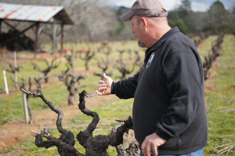 Winemaker Rusty Folena of Vino Noceto in the Original Grandpere Zinfandel Vineyard