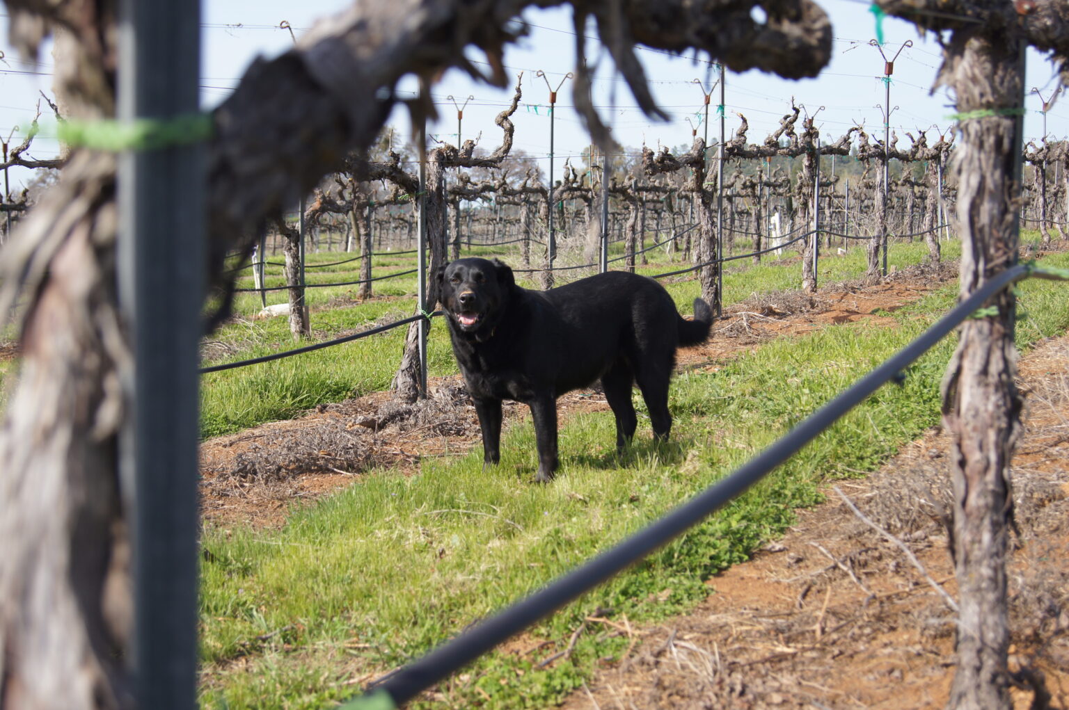 Pup in the vineyard