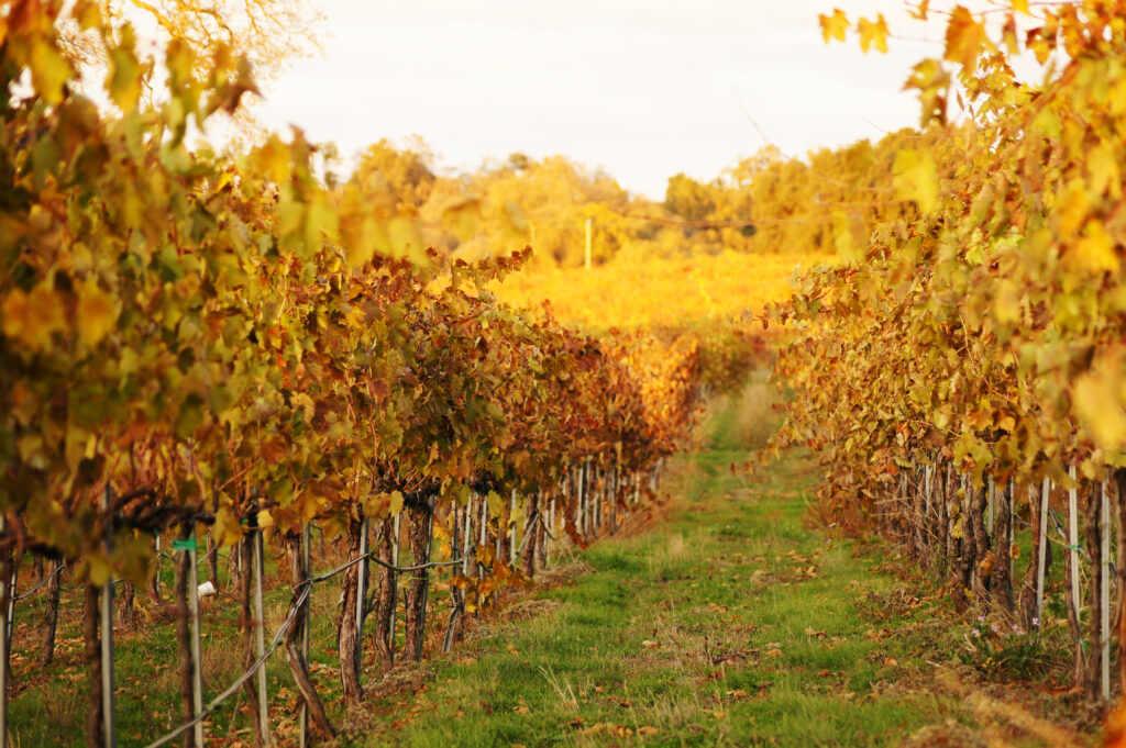 Amador Fall Colors
