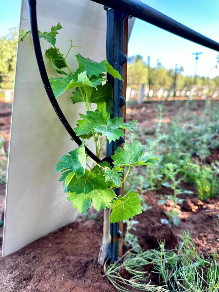 Sagrantino Cuttings